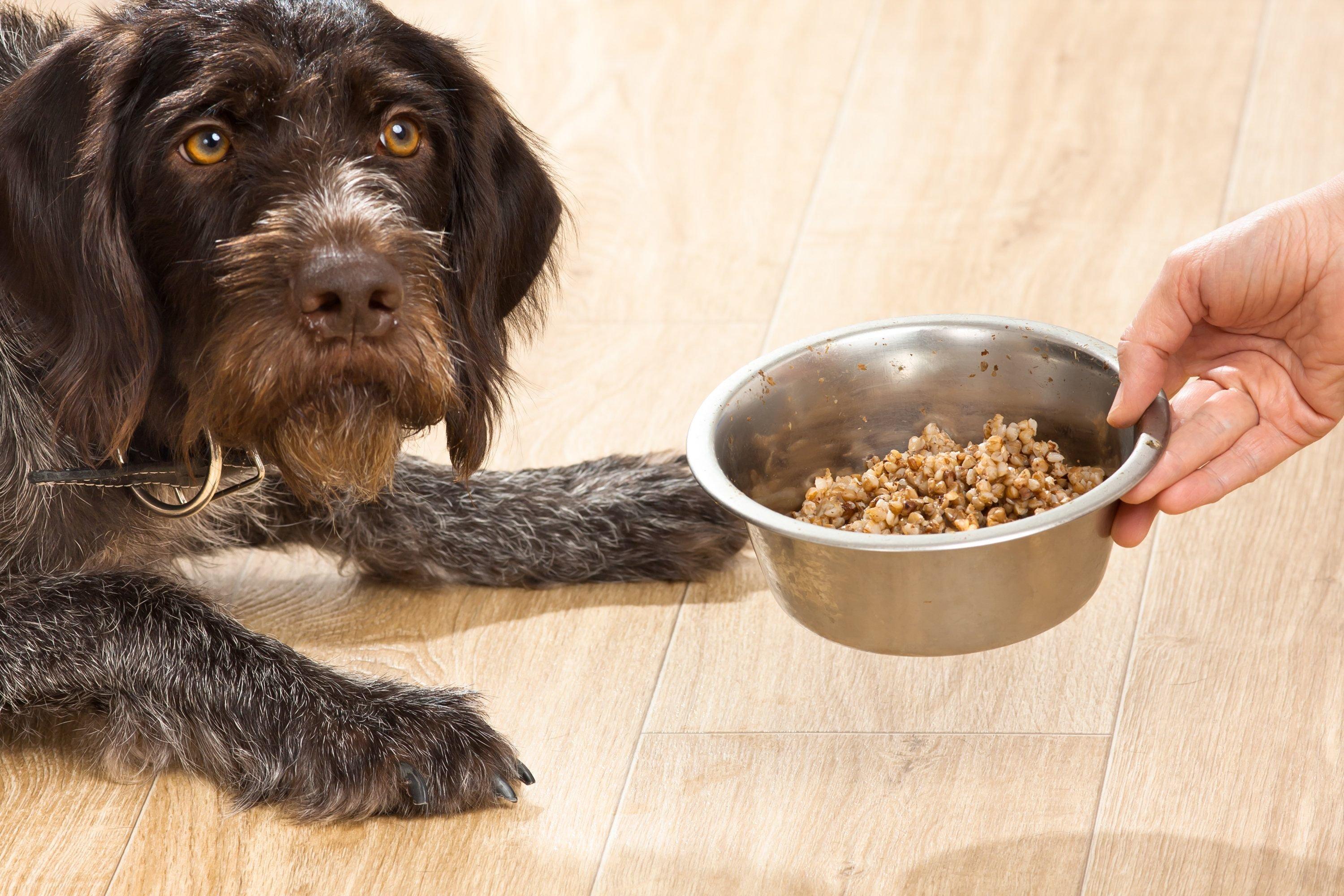 ジャーマン・ワイアーヘアード・ポインター