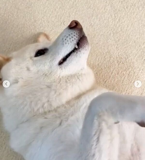 お散歩拒否するごん太くん