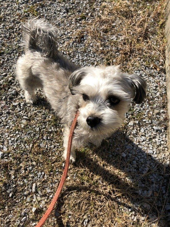 お散歩中のかわいい犬