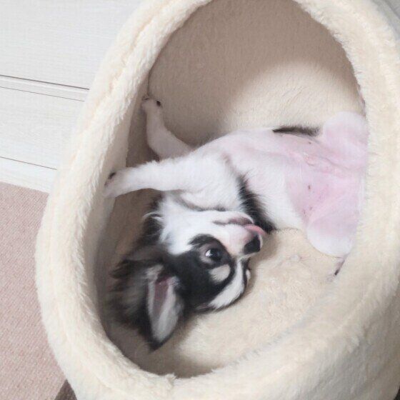 ヘソ天するチワワ