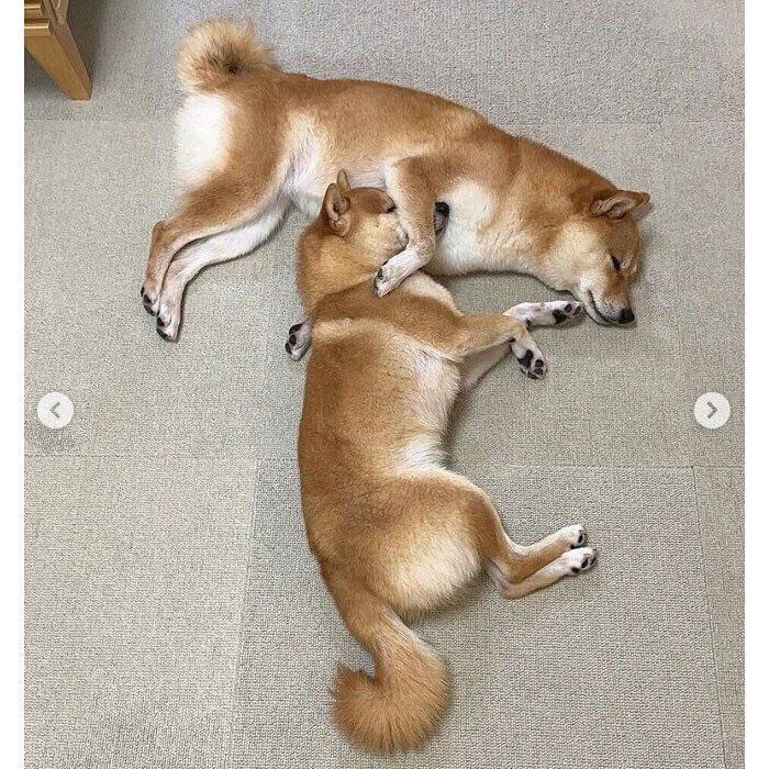 くっついて眠るはなちゃん、まるちゃん