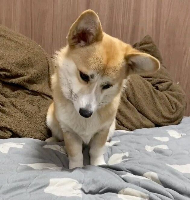 首をかしげるコパンちゃん