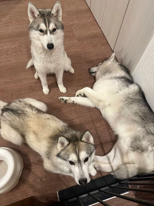 同居犬たちと一緒に過ごす霰ちゃん