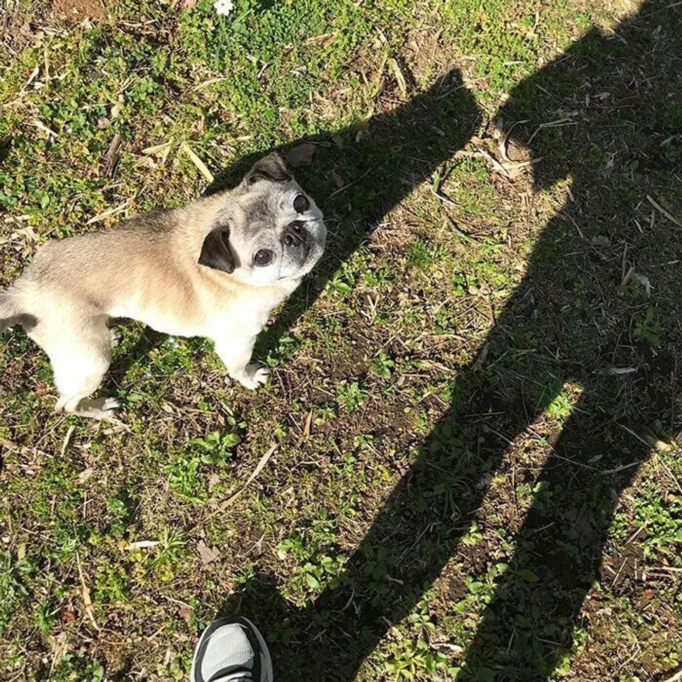 寒い日の散歩 パグ犬で暖を取る 連載 パグ犬 めー Vol 81 いぬのきもちweb Magazine 寒い日の散歩 パグ犬で暖を取る 連載 パグ犬 めー Vol 81 いぬのきもちweb Magazine