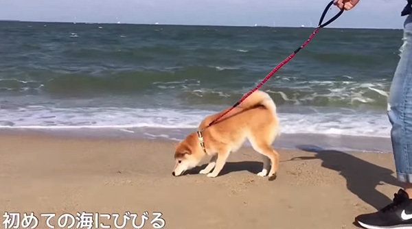 柴犬のこてつくん