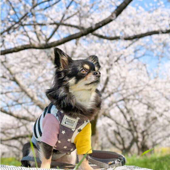 満開の桜の下でワンちゃんとお花見