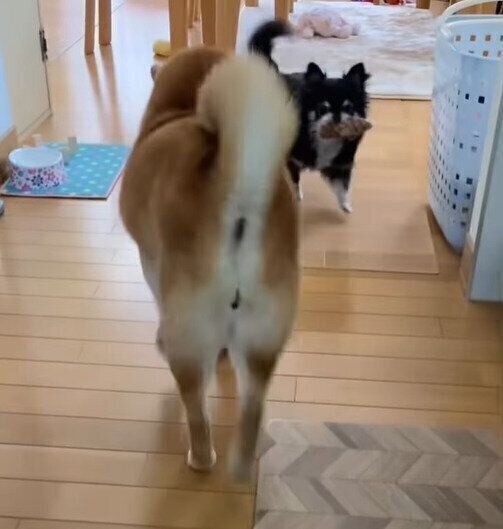 そのまま去っていくすずちゃんと、次におもちゃを口にくわえてやって来るミニちゃん