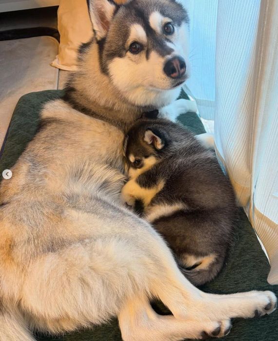 くっつくヴォルトくん、先住犬・ヴィヴィちゃん