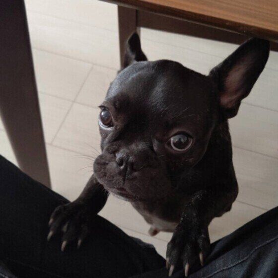 見つめるフレンチ・ブルドッグ