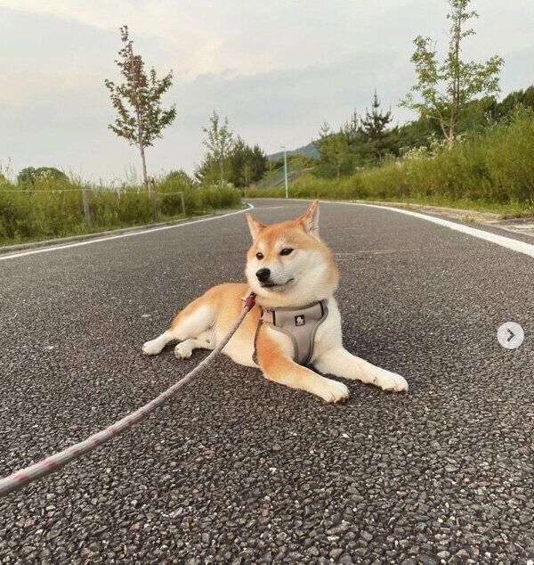 お友達を待っているしらすくん