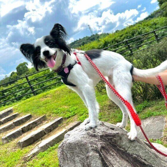 赤いリードを付けて、緑の景色をバックに岩の上に立って口を開けている白＆黒のパピヨン