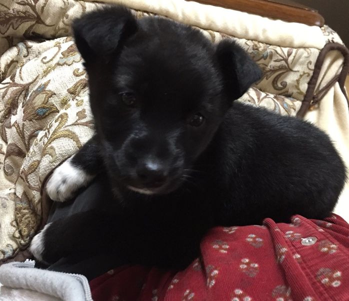 お迎え初日のくまこちゃん