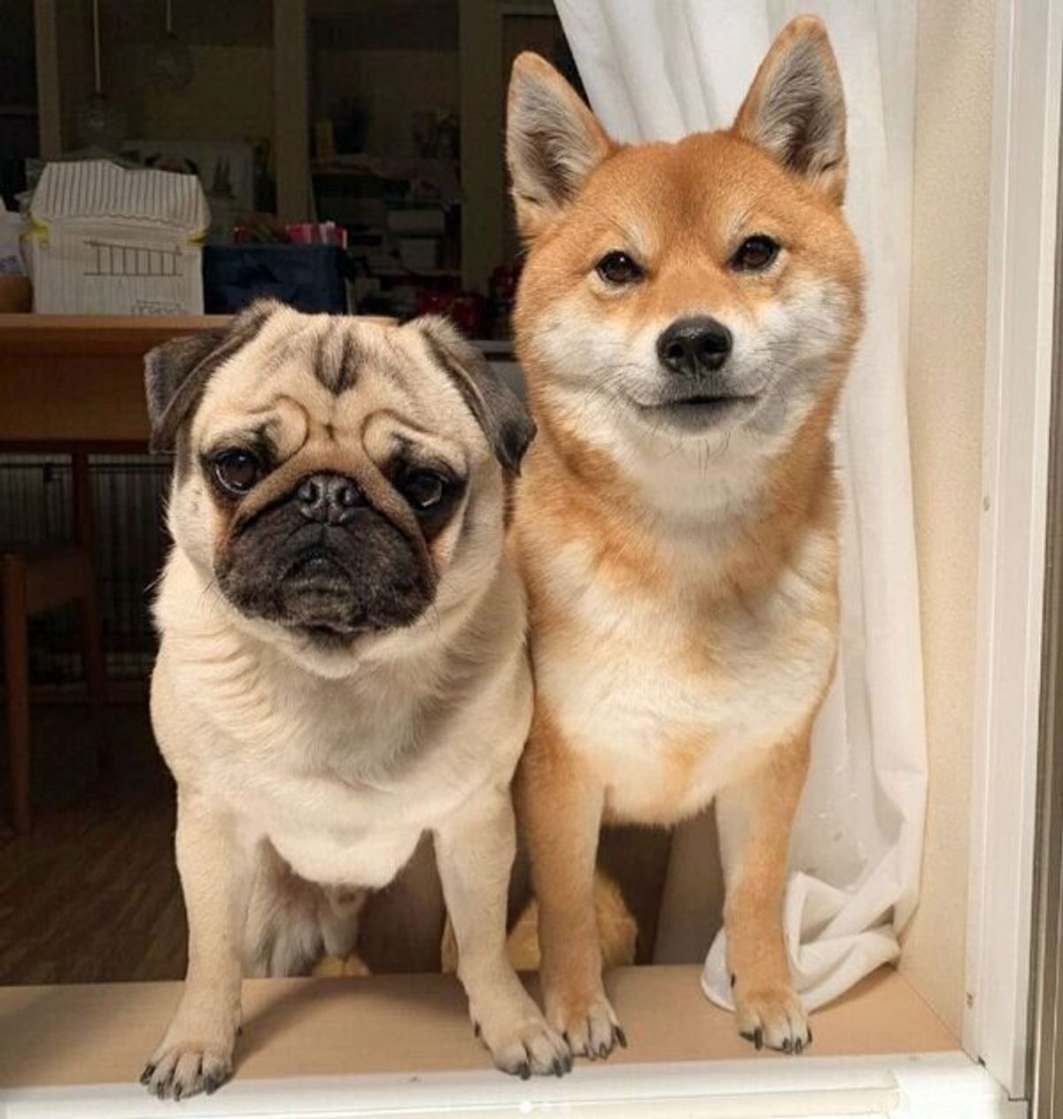 飼い主の膝の上を柴犬にとられたパグ 絵に描いたような ふてくされ 具合にキュン いぬのきもちweb Magazine 飼い主の膝の上を柴犬にとられたパグ 絵に描いたような ふてくされ 具合にキュン いぬのきもちweb Magazine