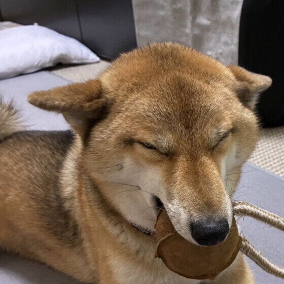柴のベルちゃん