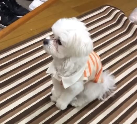 パパの帰りを待つマルチーズ