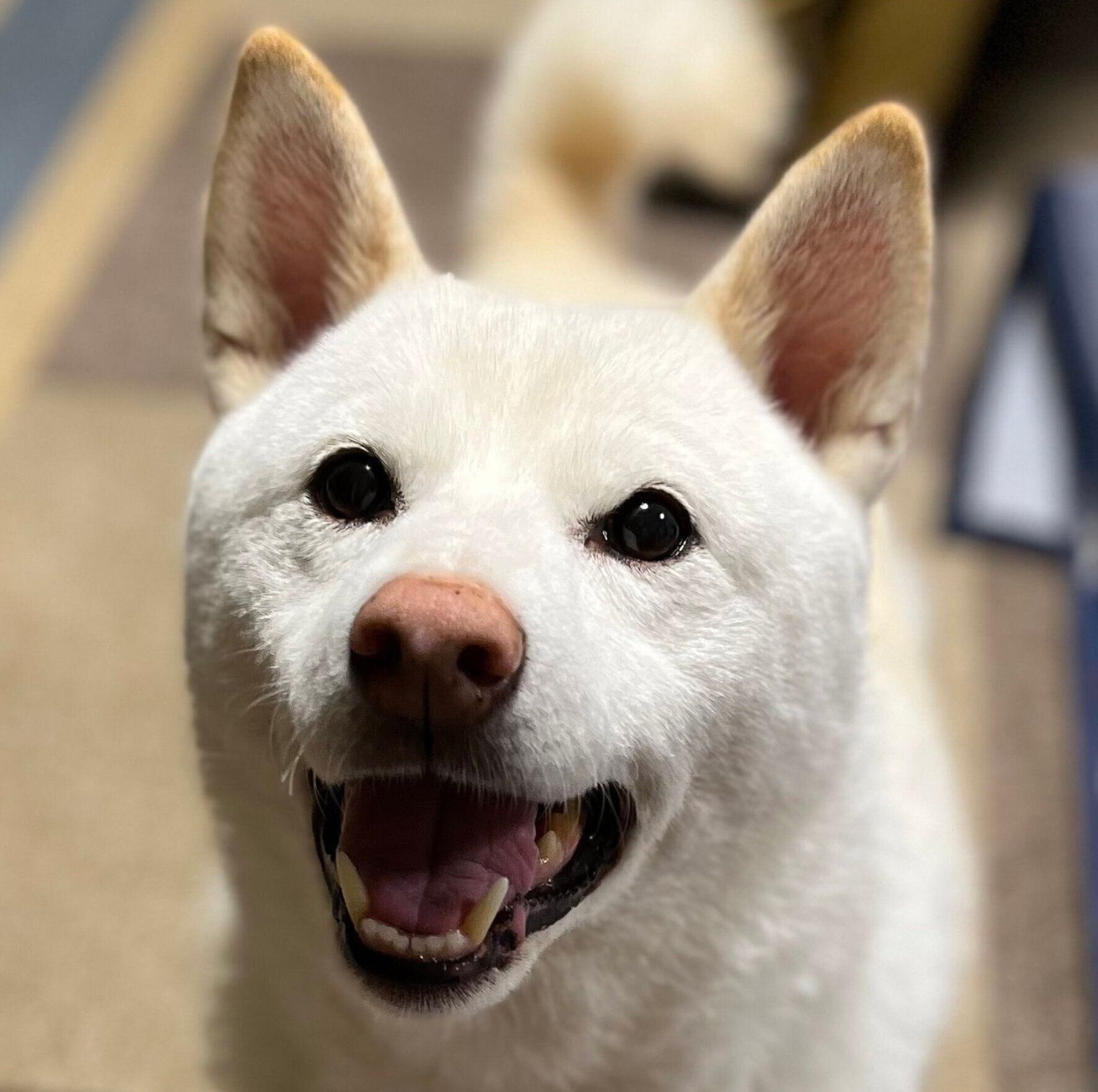 笑顔のやまとくん