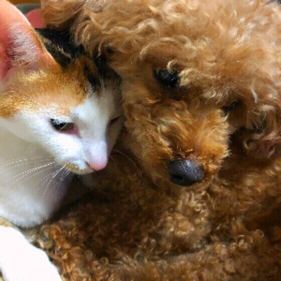 トイ・プードルの小太郎くんと同居猫ちゃん