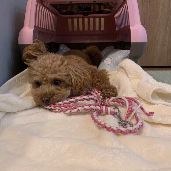 トイ・プードルのめいちゃん