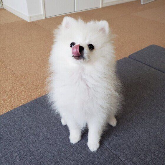 舌を出すポメラニアンのハクくん