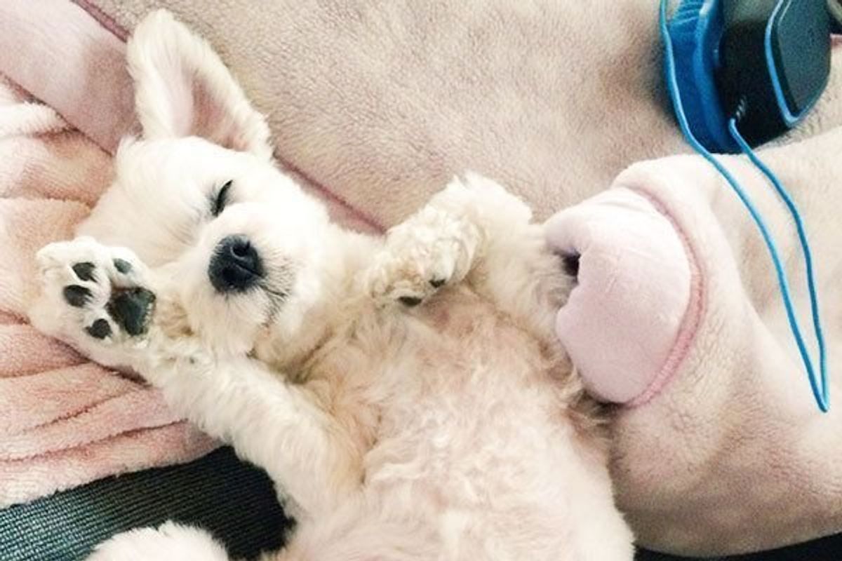 夢を見ているかも 犬が寝言で吠える割合は いぬのきもちweb Magazine 夢を見ているかも 犬が寝言で吠える割合は いぬのきもちweb Magazine