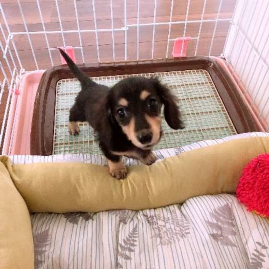 出る出る詐欺 ウンチの舞 犬のウンチ前後の 儀式 が不思議 いぬのきもちweb Magazine 出る出る詐欺 ウンチの舞 犬のウンチ前後の 儀式 が不思議 いぬのきもちweb Magazine