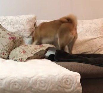 おもちゃを探す 柴犬ゆきちゃん