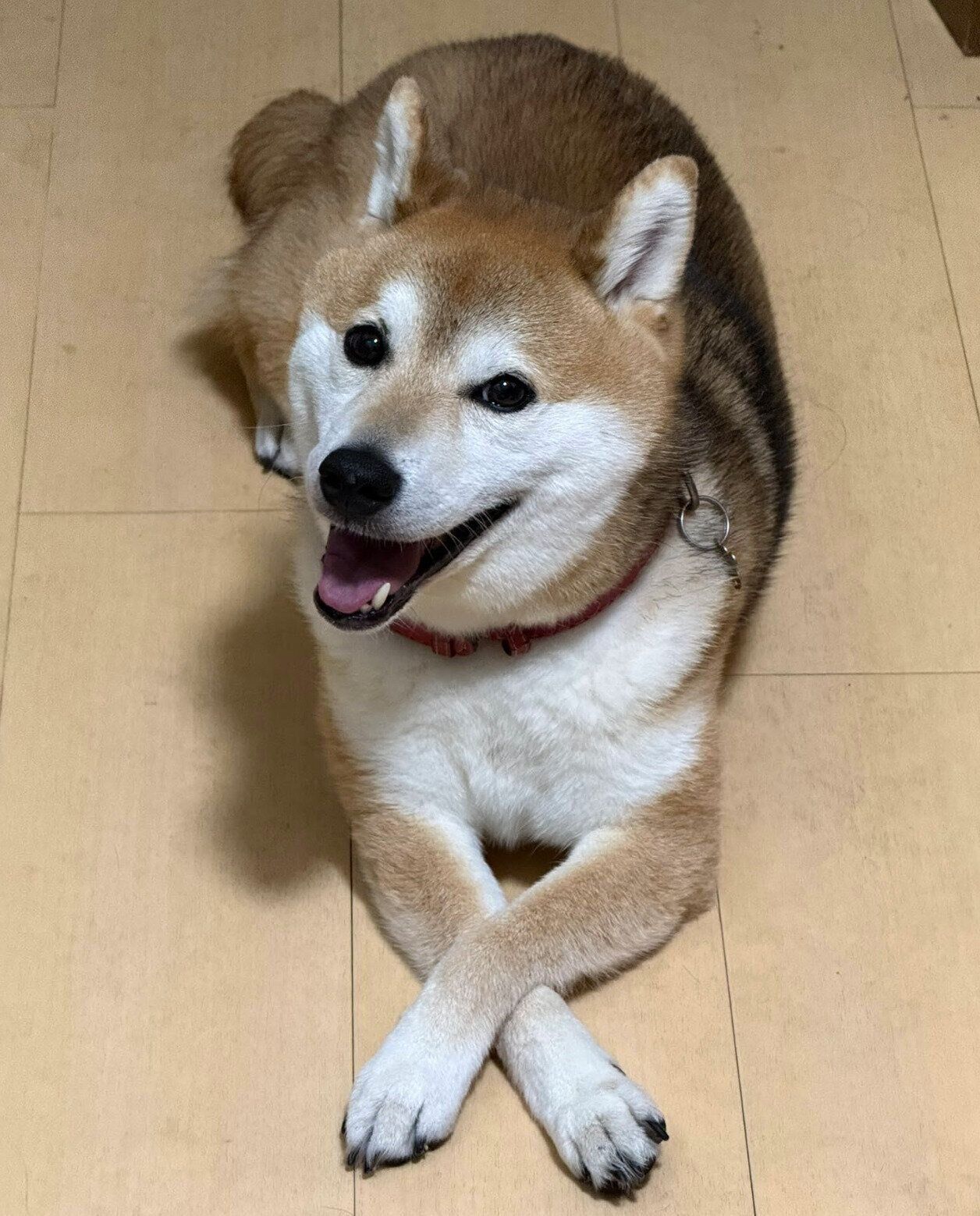 現在の才蔵くん