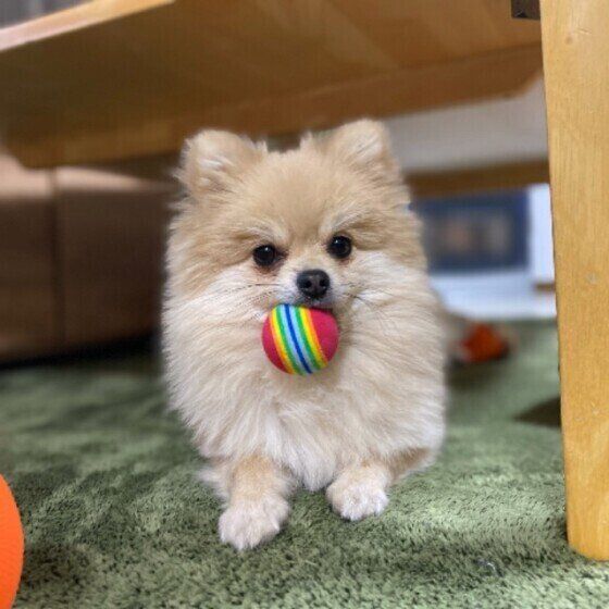 ポメラニアンの性格 飼い方のコツ 飼い主の悩みq A いぬのきもち 犬図鑑 いぬのきもちweb Magazine