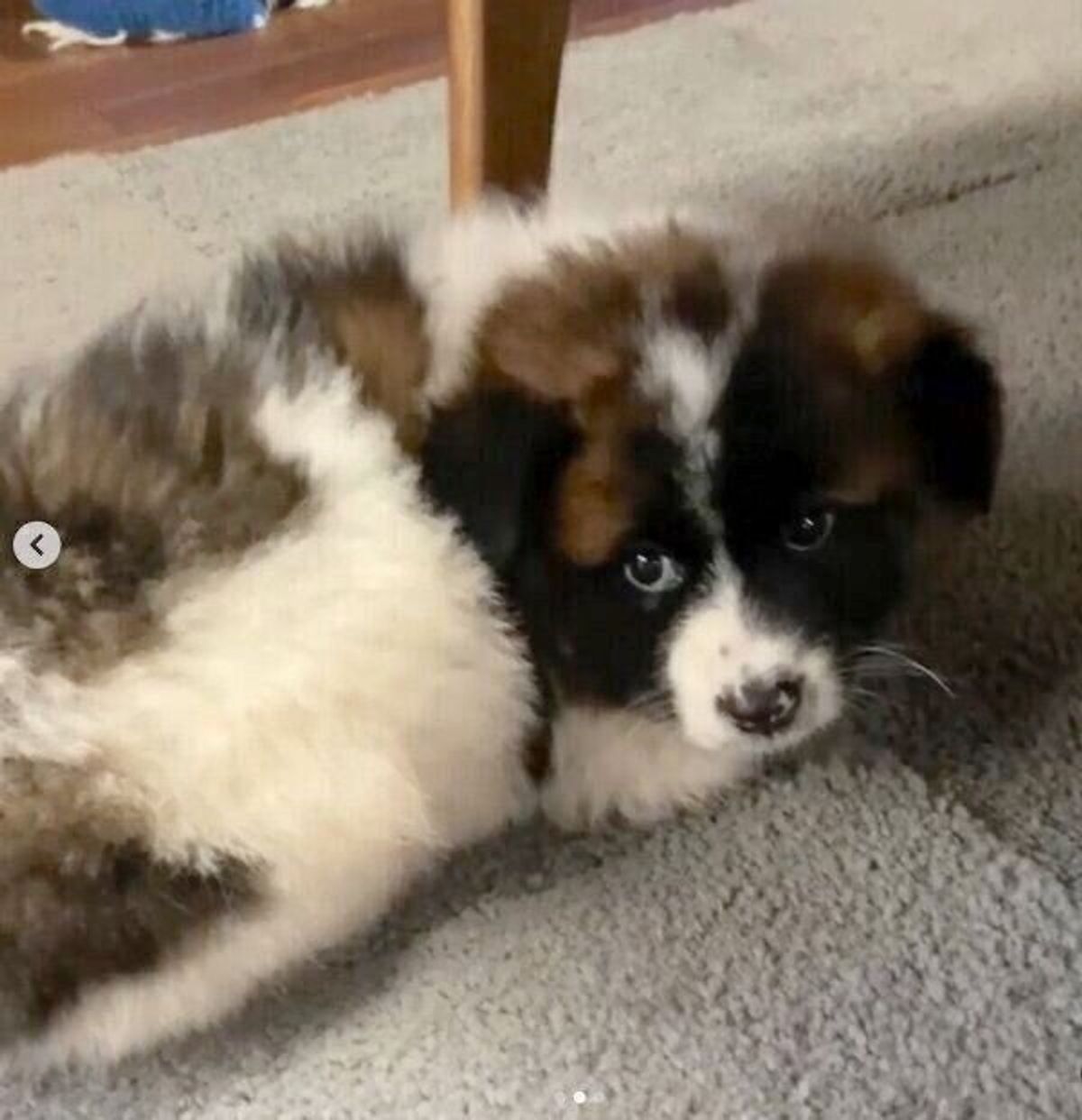 人は怖くないよ と伝えたい 臆病な保護子犬と出会ってもうすぐ2年 これまでの日々で見られた確かな変化 いぬのきもちweb Magazine 人は怖くないよ と伝えたい 臆病な保護子犬と出会ってもうすぐ2年 これまでの日々で見られた確かな変化 いぬのきもちweb Magazine