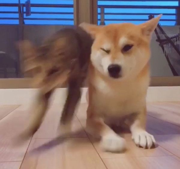 犬の背後に忍び寄る猫