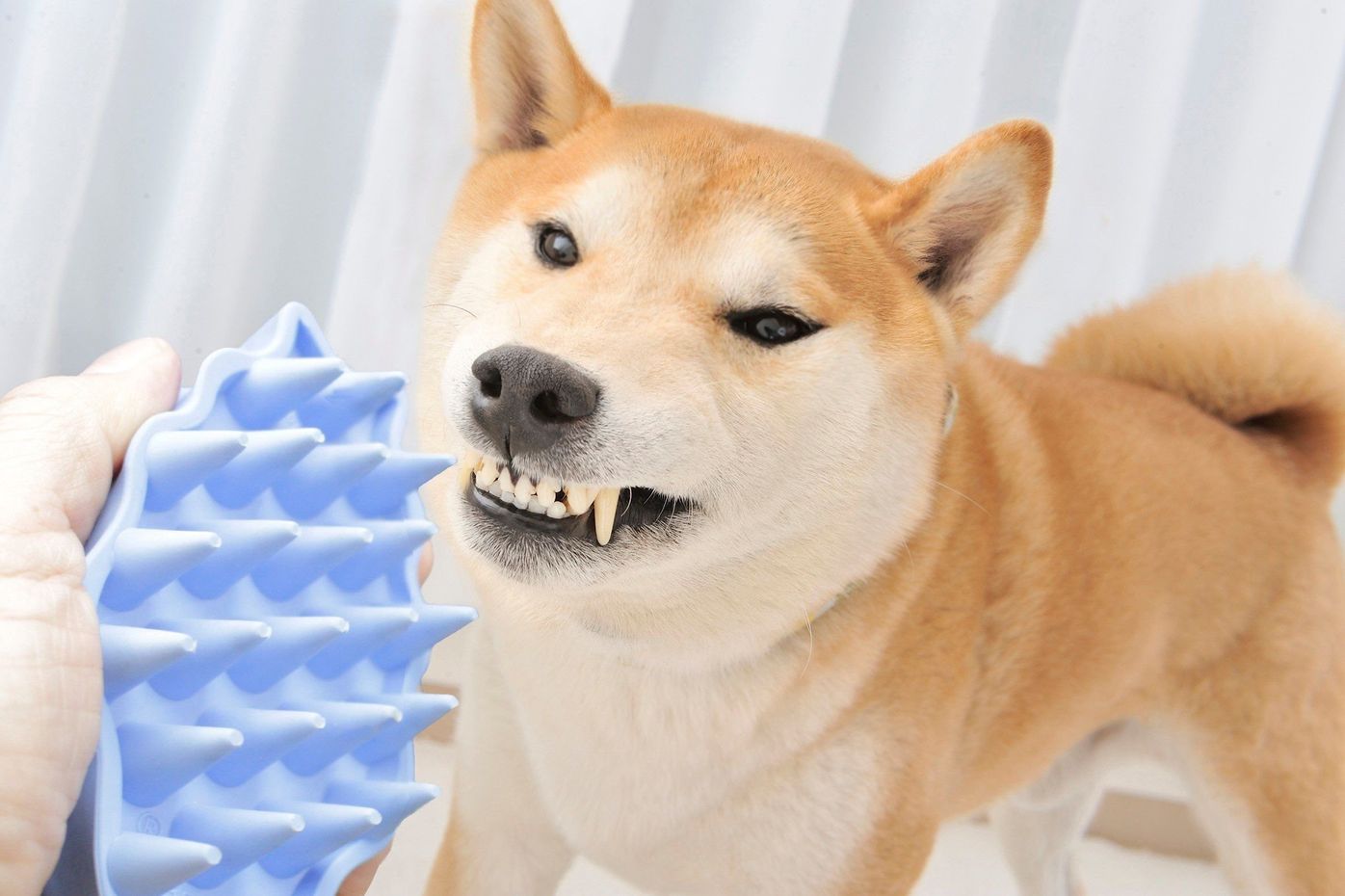 柴犬ってホントは 連載 西川文二の 犬ってホントは Vol 16 いぬのきもちweb Magazine 柴犬ってホントは 連載 西川文二の 犬ってホントは Vol 16 いぬのきもちweb Magazine