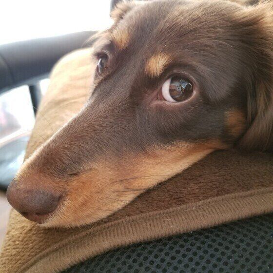 横目でみるダックスフンド