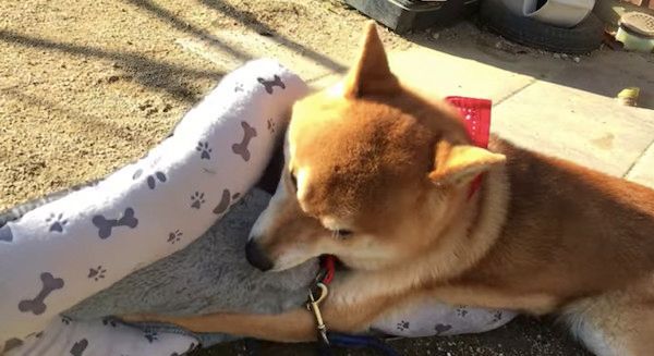 新しいマットを受け入れる柴犬