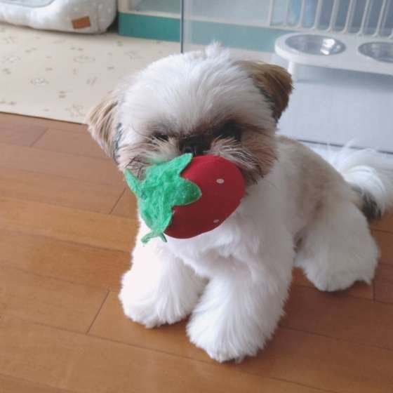 おもちゃをくわえるシー・ズー