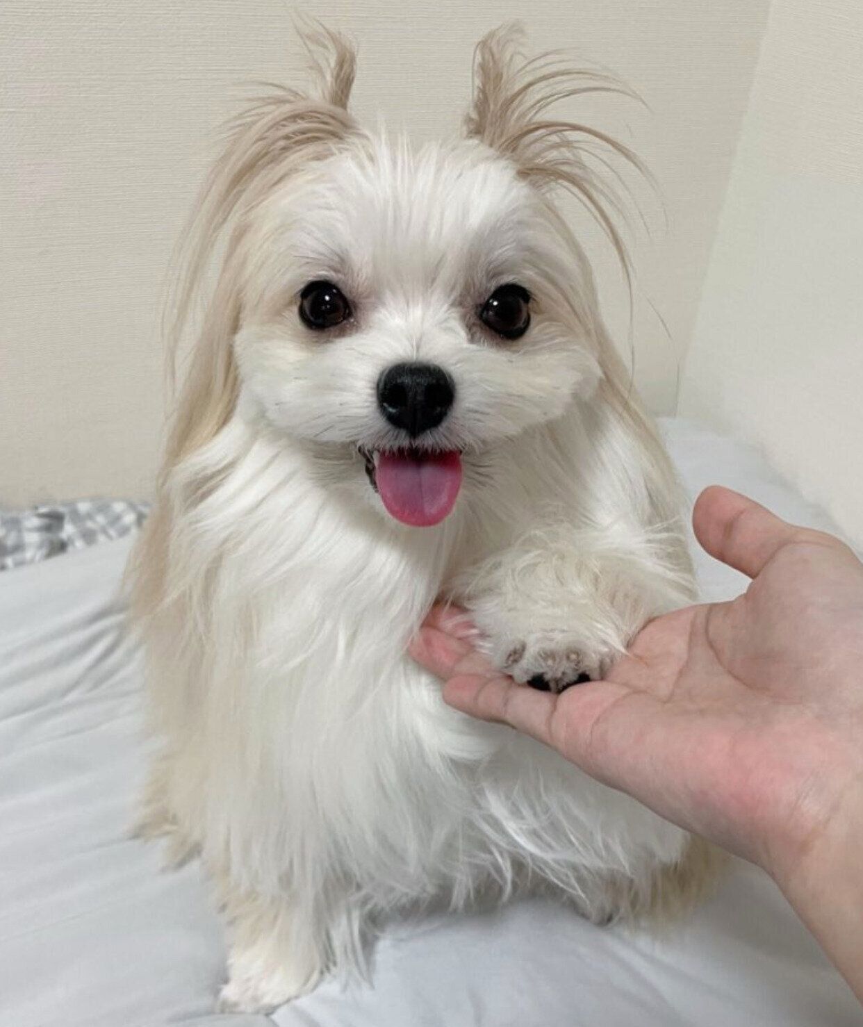 2才半になっためろ子ちゃん