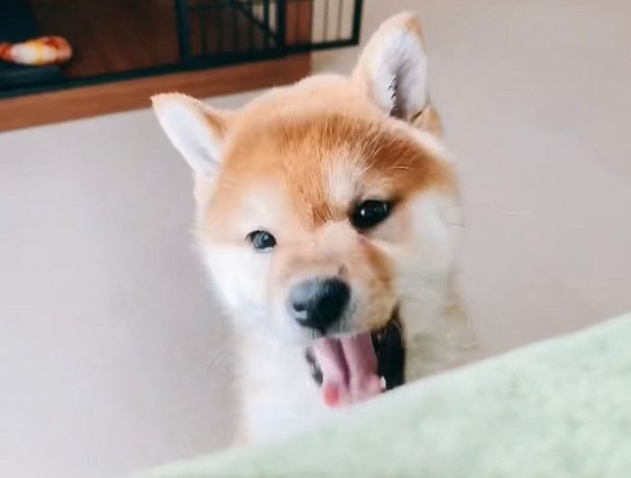 立ち耳になったもなかまるちゃん