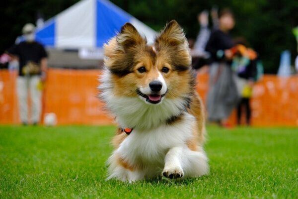 走るうりちゃん