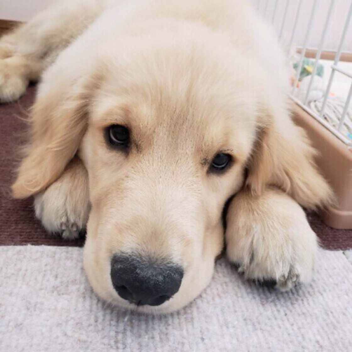 飼い主の行動に原因があるかも 犬がなつかない ときに考えられることを解説 いぬのきもちweb Magazine 飼い主の行動に原因があるかも 犬がなつかない ときに考えられることを解説 いぬのきもちweb Magazine