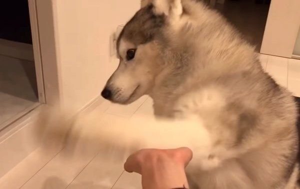 雑なお手をするシベリアン・ハスキー