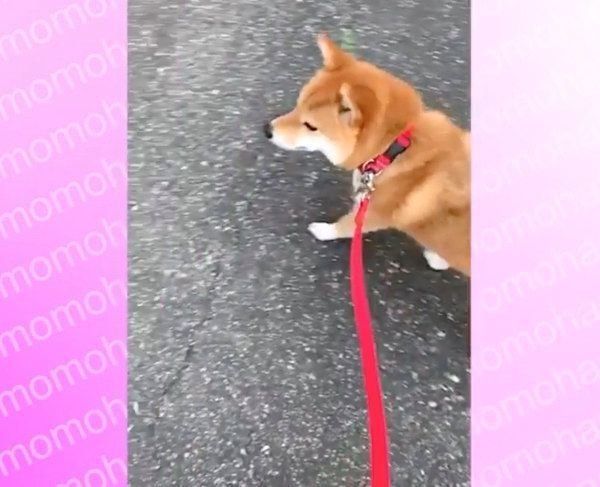 歩き出した花子ちゃん