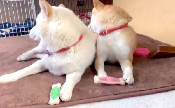 オナラをしたQ太郎くんと、お尻をガン見するみかんちゃん