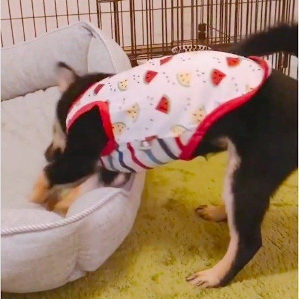 掘り掘りワンコ