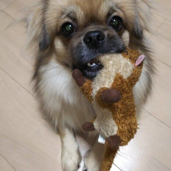 チベタン・スパニエル