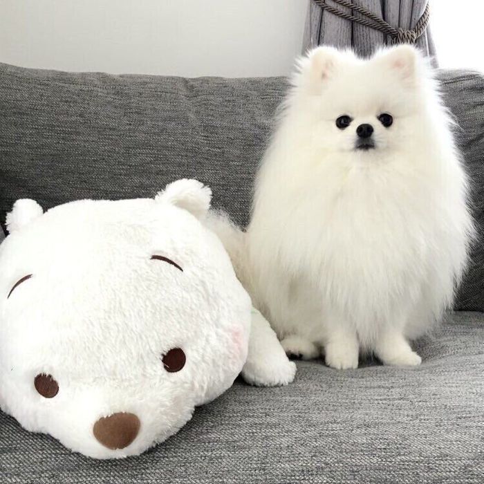 成長したおもちちゃん 生後3カ月のときは1.2kgほどだった体重も、1才になり2.7kgまで増えたのだとか