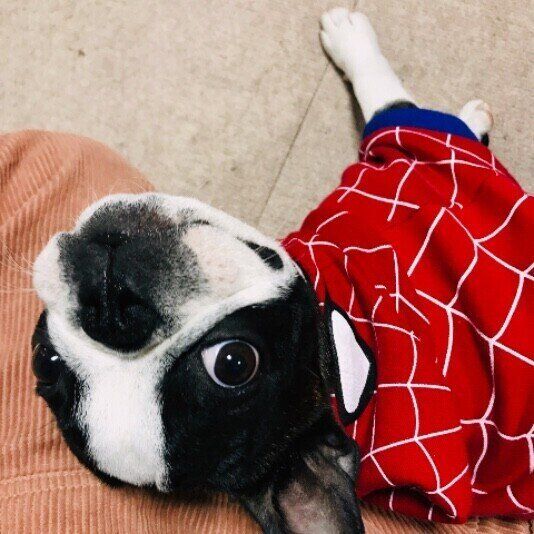 ボストン・テリアのアスタくん