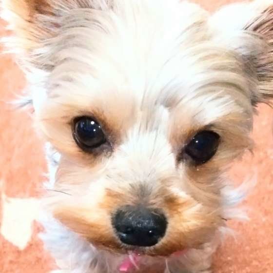 見つめるヨークシャー・テリア