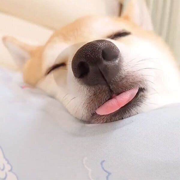 舌を出して眠るチャーミーちゃん