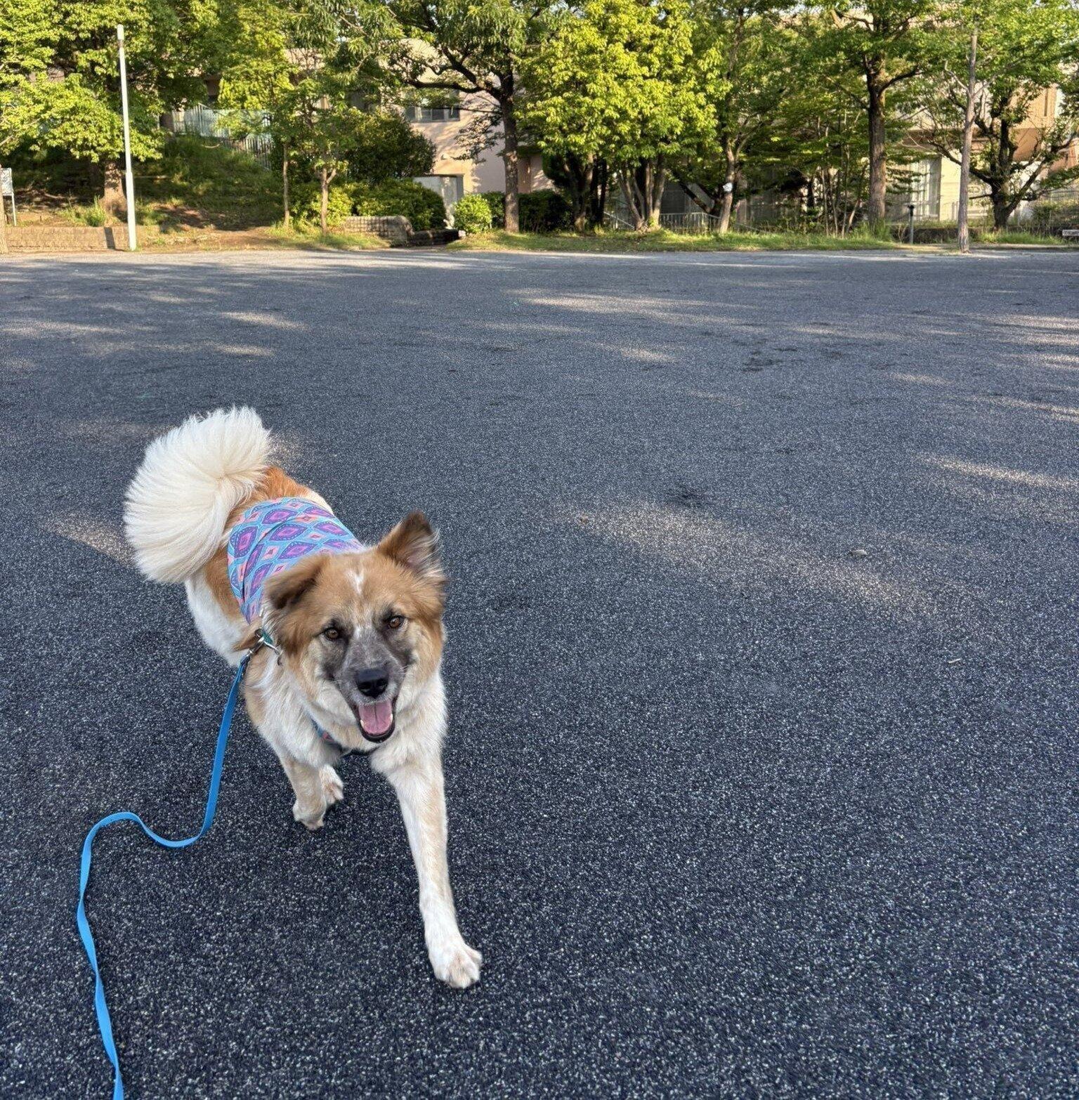 お散歩をする犬