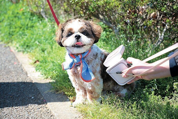 散歩中はクールグッズも必須