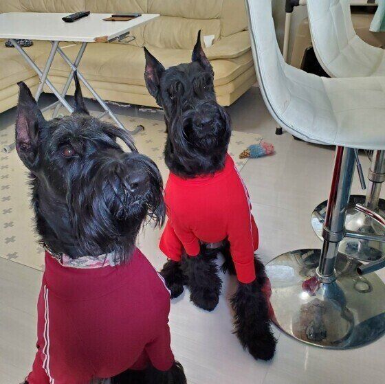 ジャイアント・シュナウザー